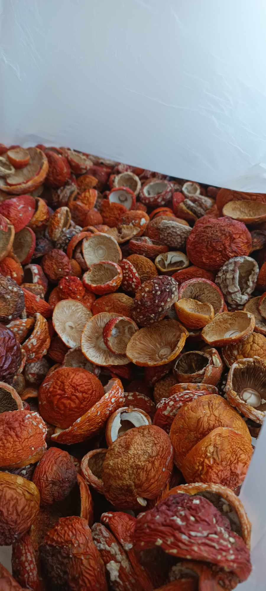 AMANITA MUSCARIA DRY LITLE CLOSED WHOLE CAPS