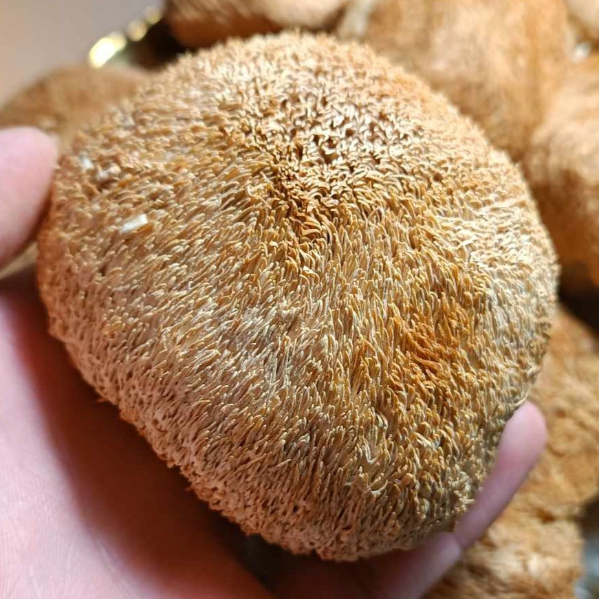 LION MANE CAPSULES 60*0,5 GRAM