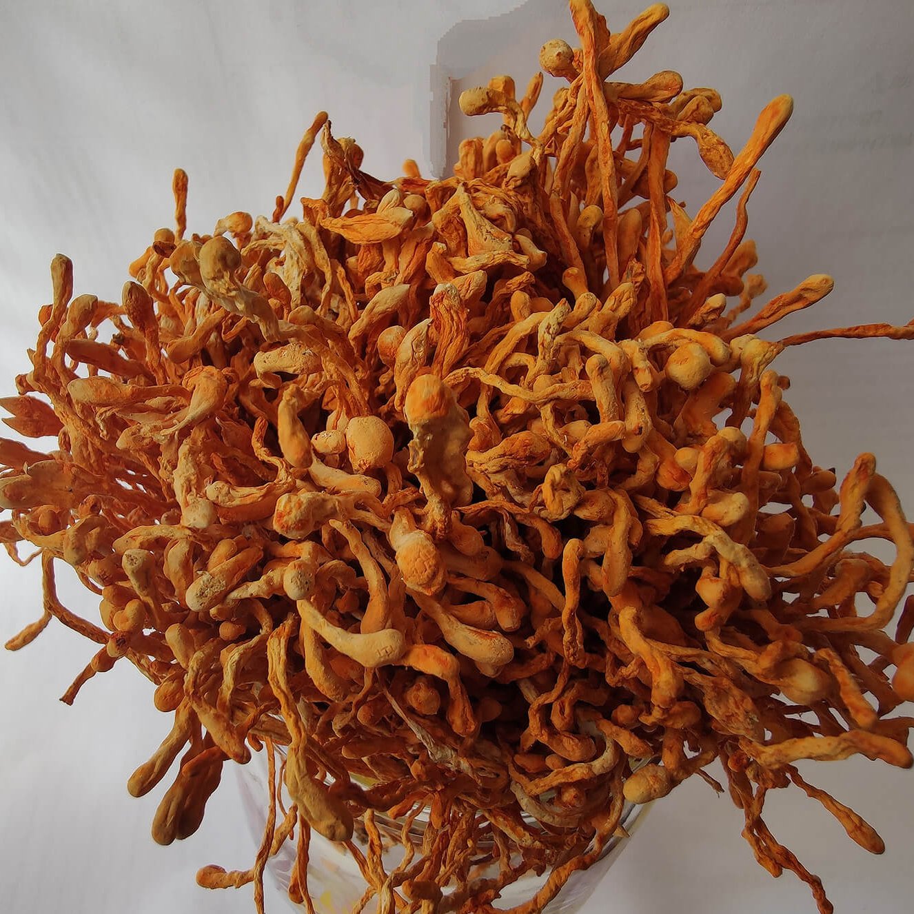 Cordyceps Dried Flowers