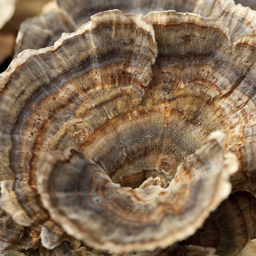 Сoriolus versicol ( TURKEY TAIL)