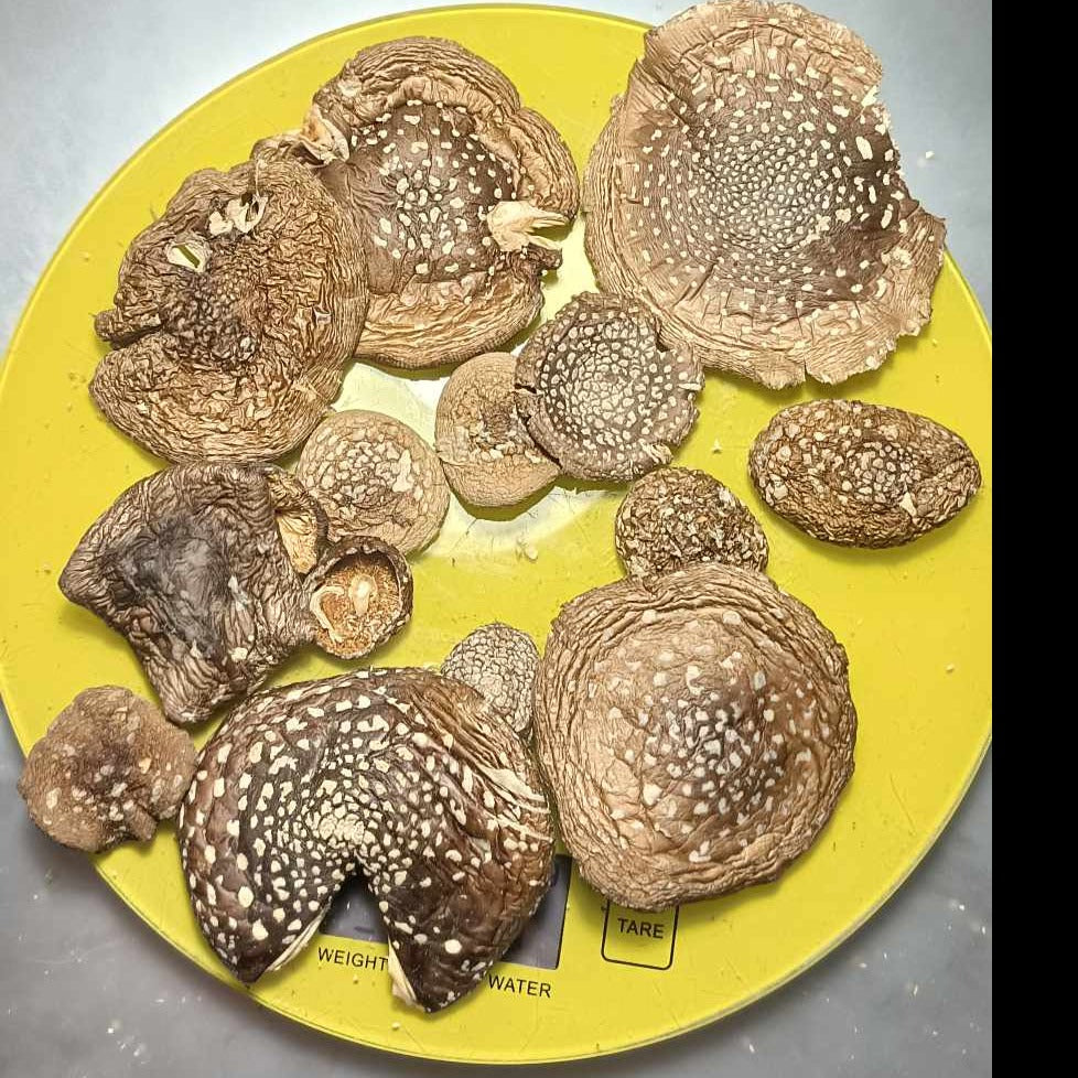 AMANITA PANTHER (PANTERINA)  DRY WHOLE CAPS