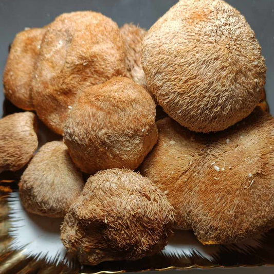 LION MANE WHOLE FRUITS from Ukraine