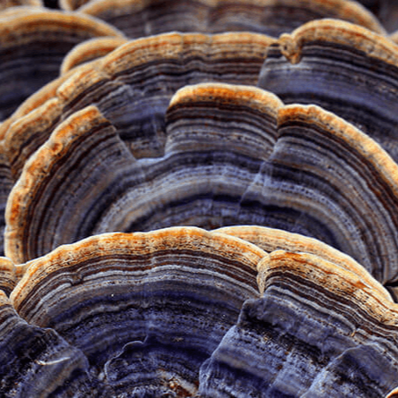 Сoriolus versicol  ( TURKEY TAIL)